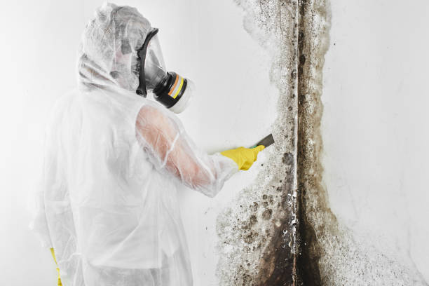 Best Mold Remediation  in Winnsboro, LA
