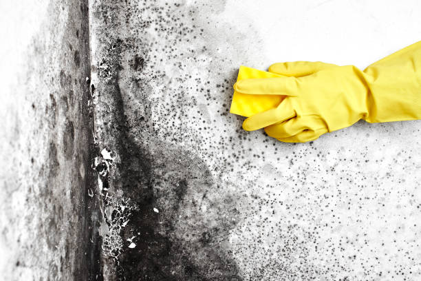 Best Office Mold Removal Services  in Winnsboro, LA
