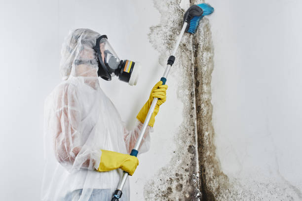 Best Mold Removal Company Near Me  in Winnsboro, LA