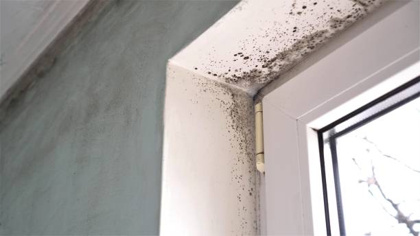 Best Best Mold Removal Companies  in Winnsboro, LA