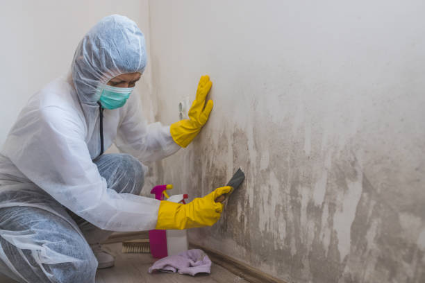 Best Toxic Mold Removal  in Winnsboro, LA