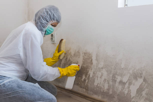 Best Residential Mold Removal  in Winnsboro, LA