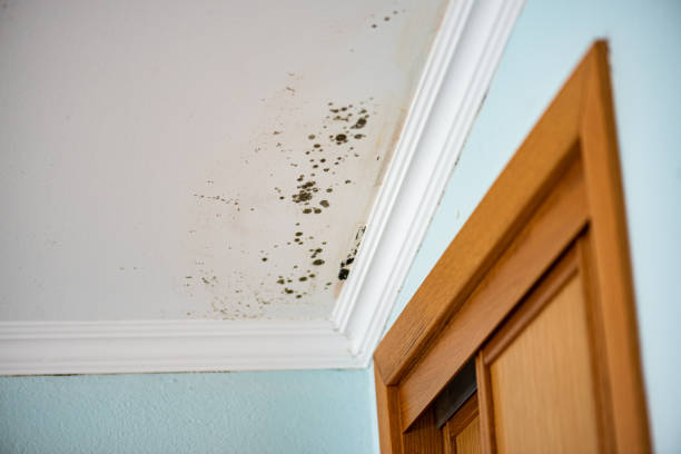 Best Mold Removal Process  in Winnsboro, LA