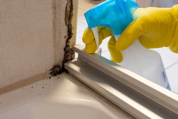 Trusted Winnsboro, LA Mold Removal Experts
