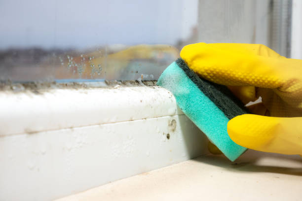 Best Black Mold Removal  in Winnsboro, LA