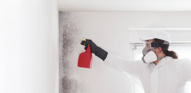 Best Mold Removal Company Near Me  in Winnsboro, LA