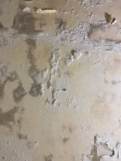Best Same-Day Mold Removal  in Winnsboro, LA