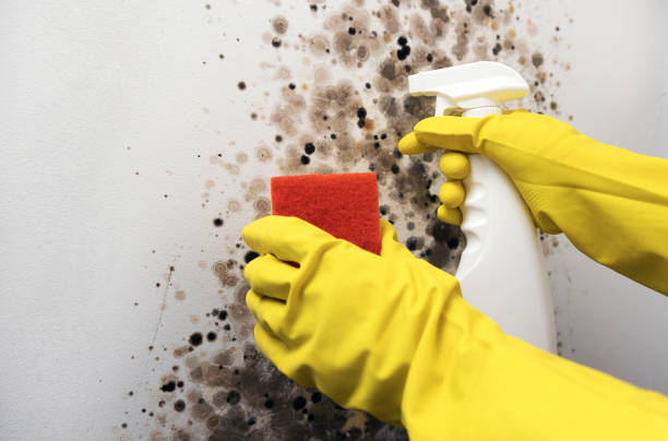 Best Mold Removal Process  in Winnsboro, LA