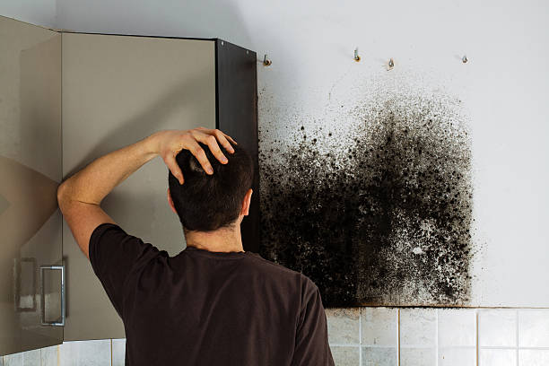 Best Mold Remediation  in Winnsboro, LA