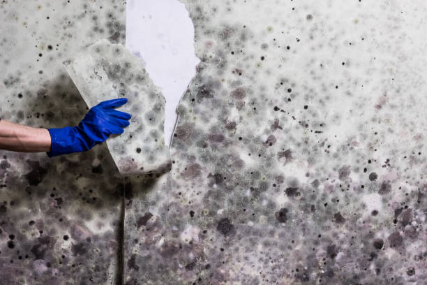 Home Mold Removal in Winnsboro, LA