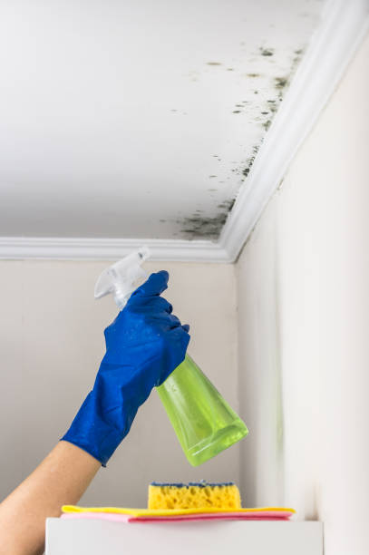 Best Toxic Mold Removal  in Winnsboro, LA