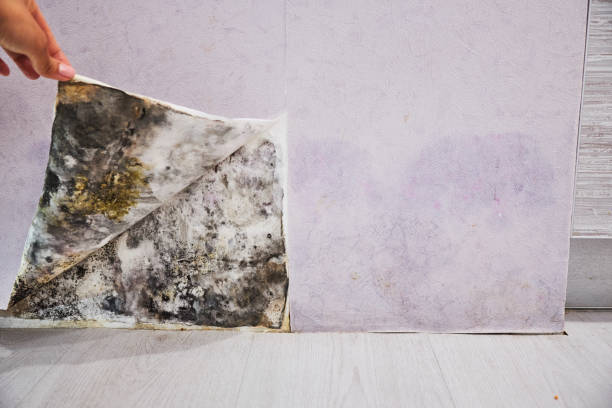 Trusted Winnsboro, LA Mold Removal Experts